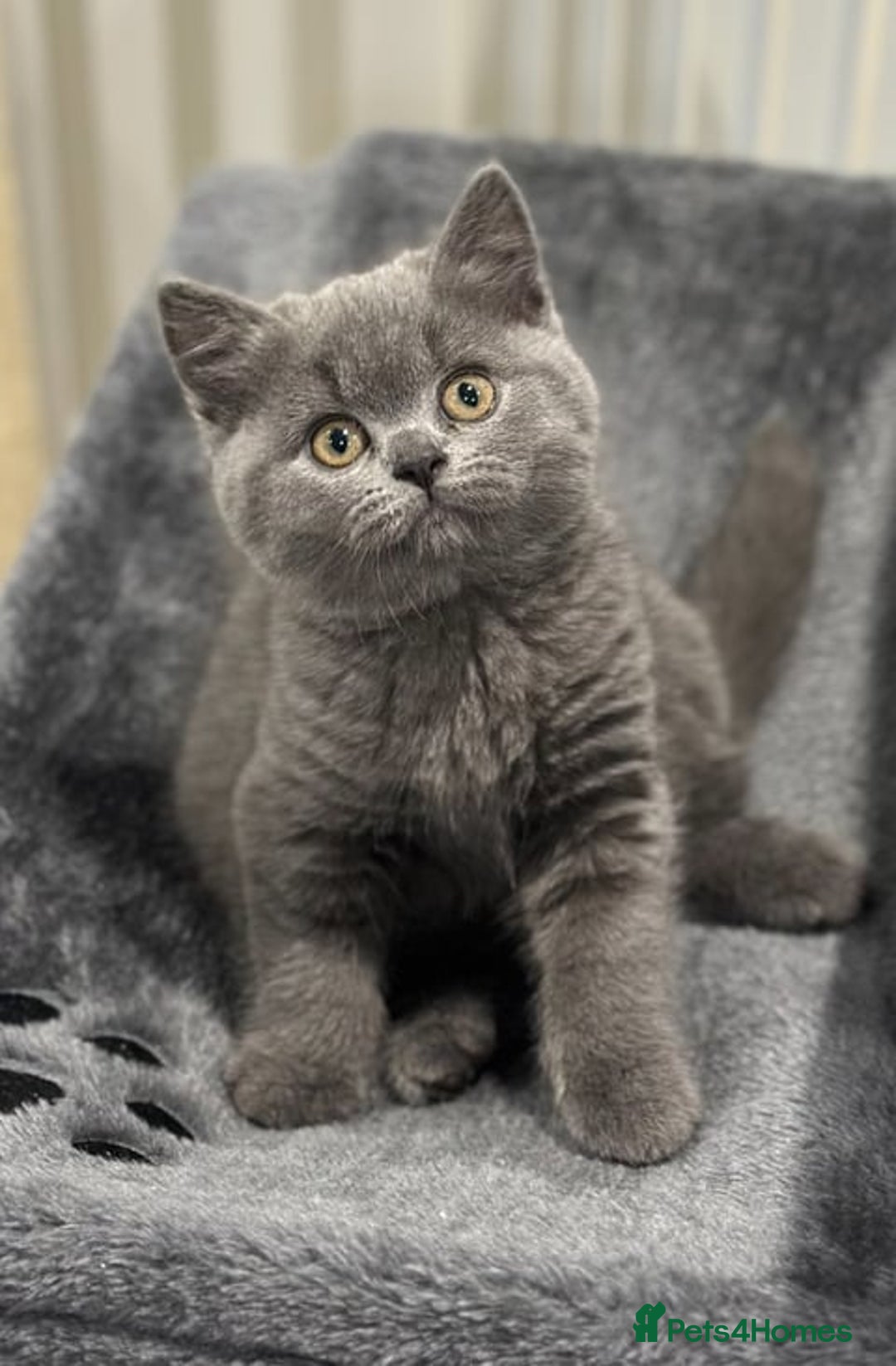 Mixed Breed cats for sale: ⭐️ Stunning Chunky British Shorthair Kittens 🐾 - Image 1