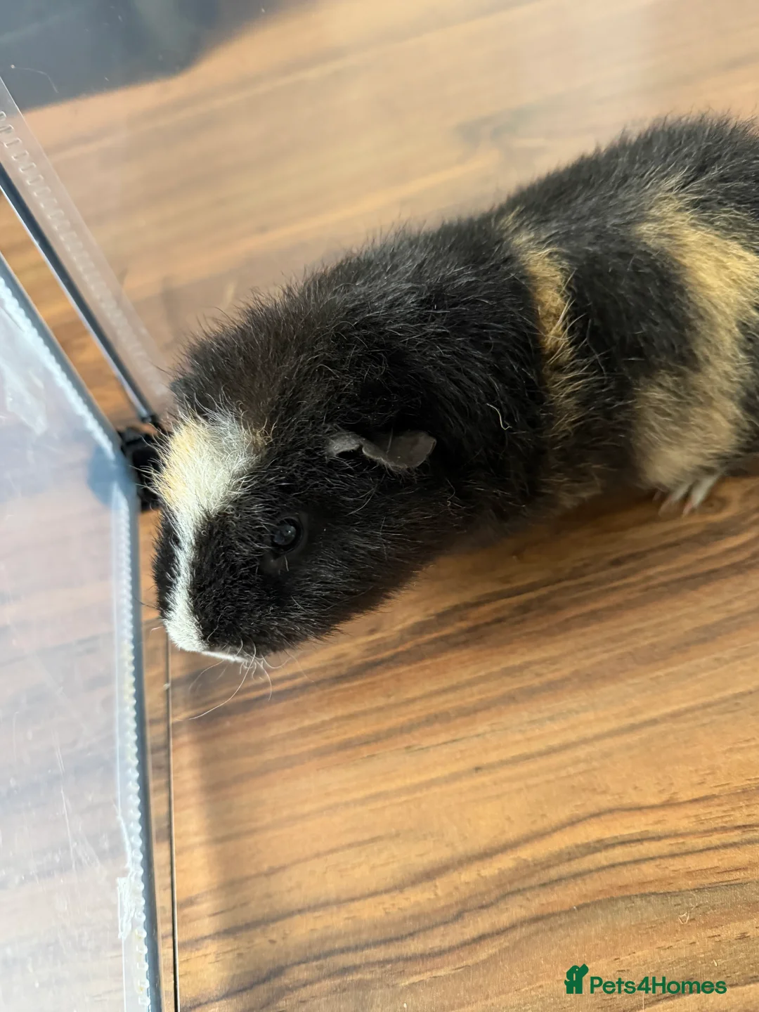 English rabbits for sale: 2 male guinea pigs - Advert 2