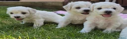 Bichon Frise dogs for sale: Bichon Frise 2 boys 3 girls - Advert 15