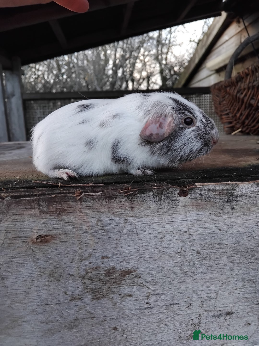 Guinea Pig rodents for sale: Swiss, Dalmation, Self Chocolate Boys and Girls - Advert 26