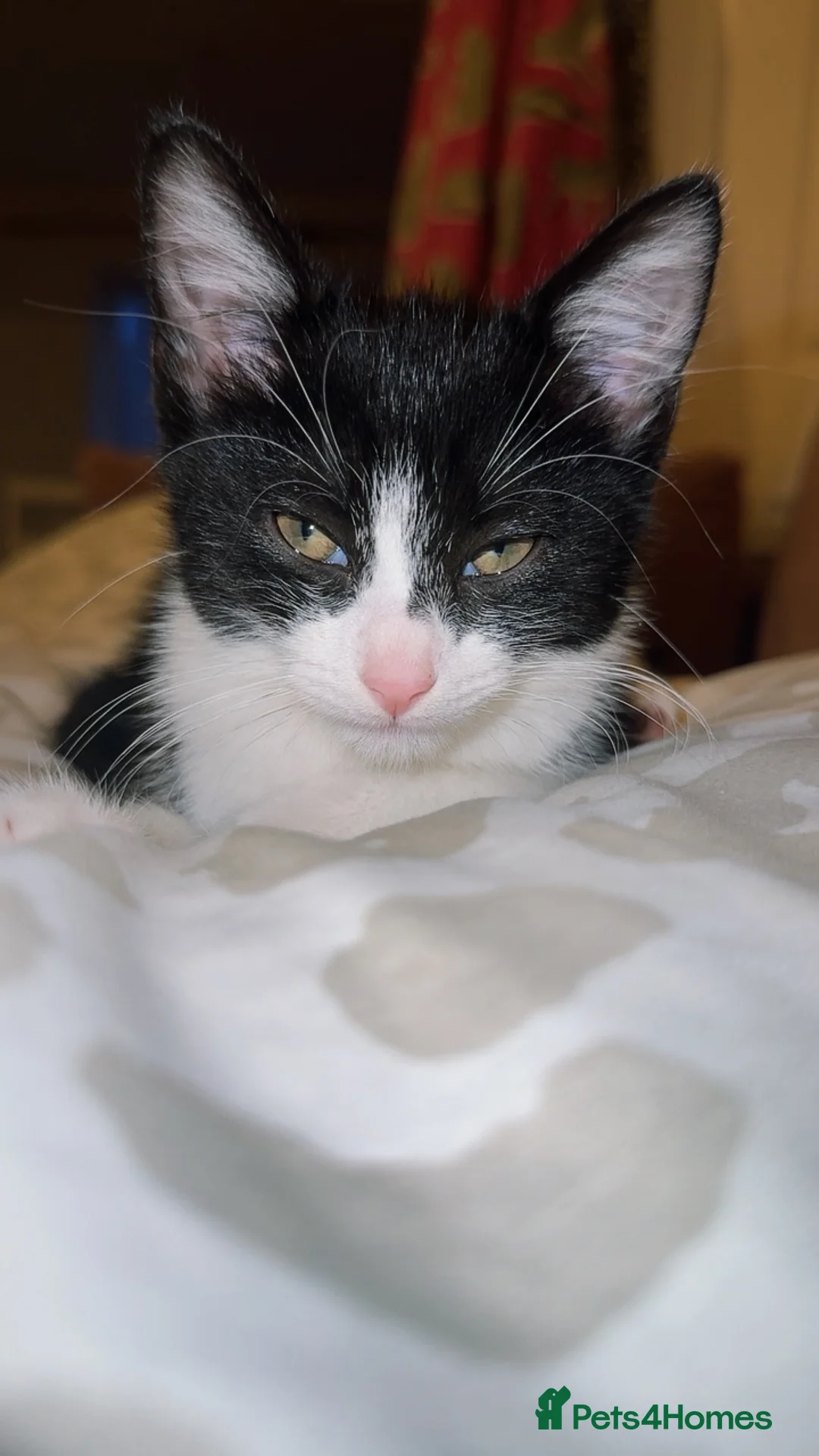 Mixed Breed cats for sale: Tuxedo ghost tabby  - Advert 2