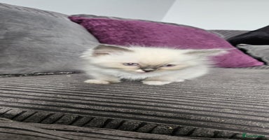 Ragdoll cats - Advert 1