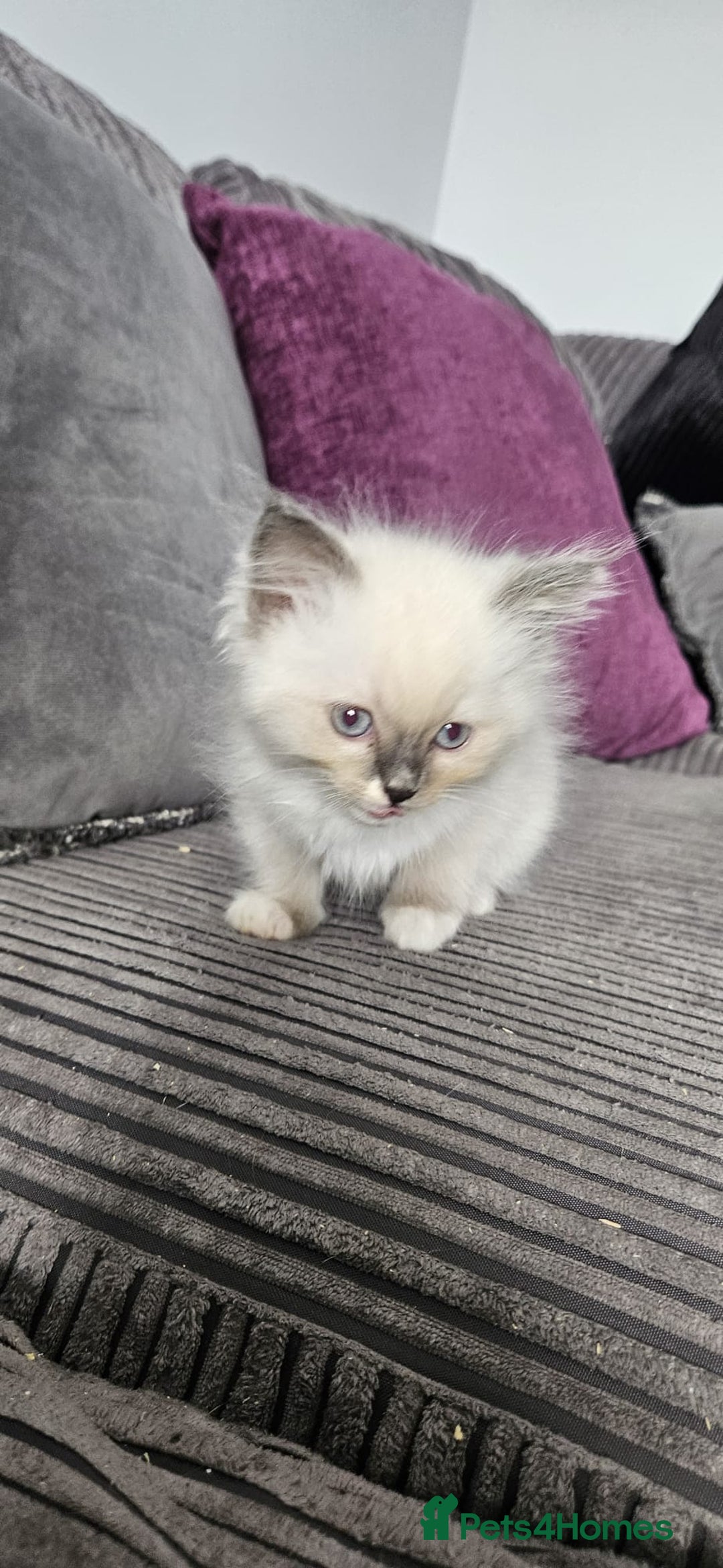 Ragdoll cats for sale: Ragdoll kittens looking for new homes - Image 2