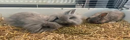 Lionhead rabbits for sale: Lion head cross mini lop  - Advert 1
