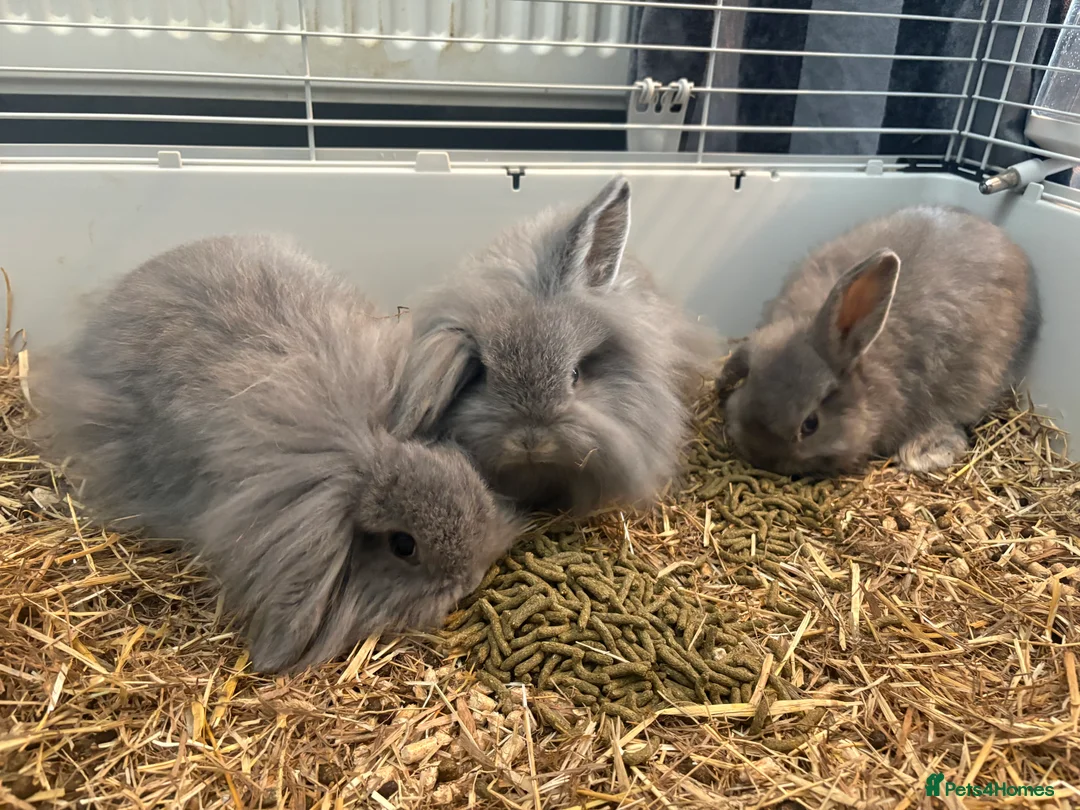 Lionhead rabbits for sale: Lion head cross mini lop  - Advert 1