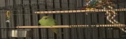 Parakeets birds for sale: Indian ringneck parakeet in Leigh - Advert 2