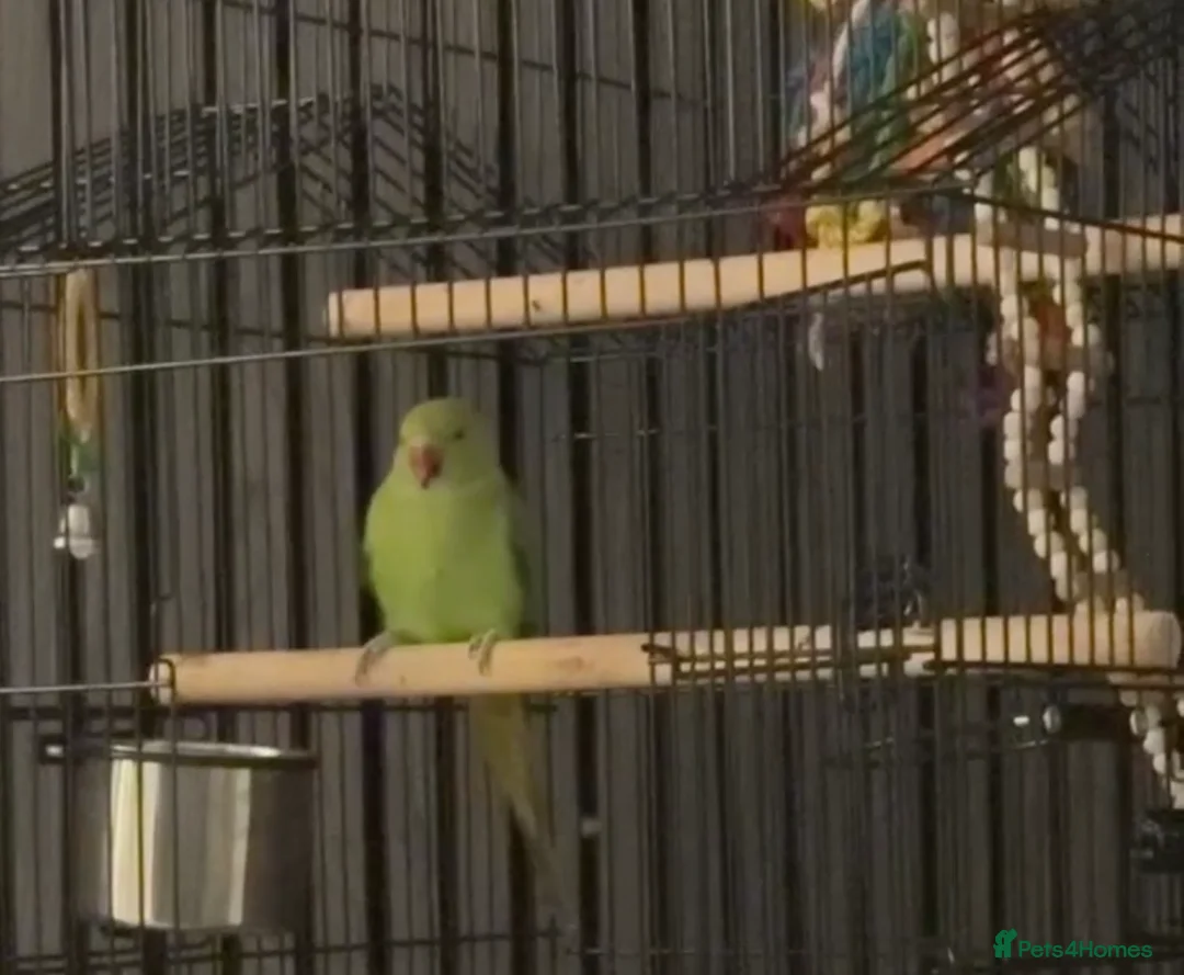 Parakeets birds for sale: Indian ringneck parakeet in Leigh - Advert 2