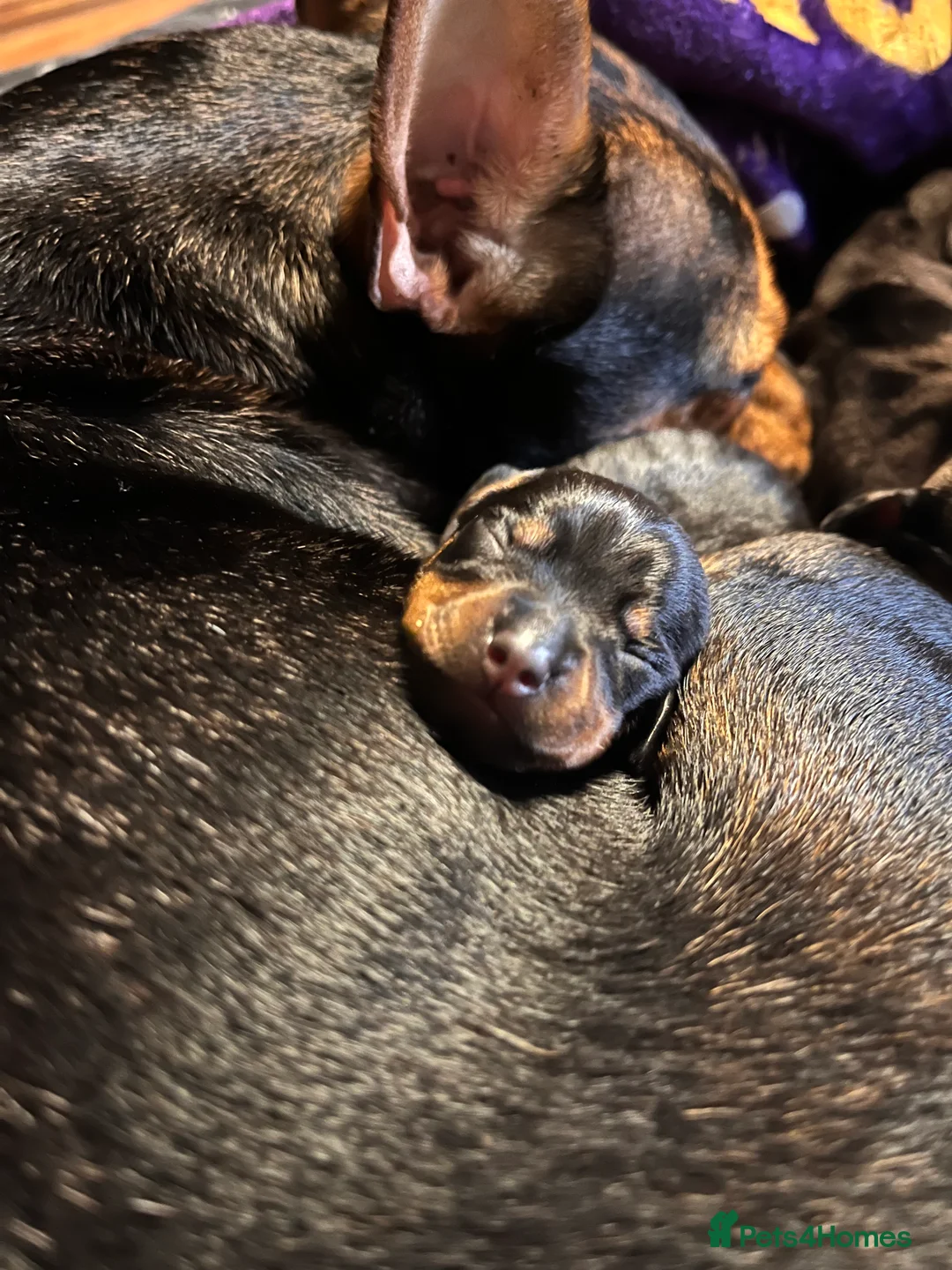 Mixed Breed dogs for sale: Stunning French’s Jack mum and dado dad pups - Advert 1