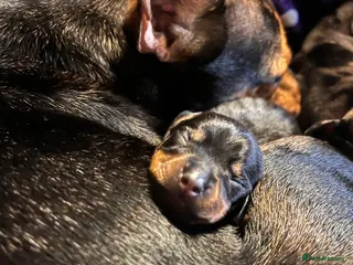 Mixed Breed dogs Stunning French’s Jack mum and dado dad pups - Advert 1