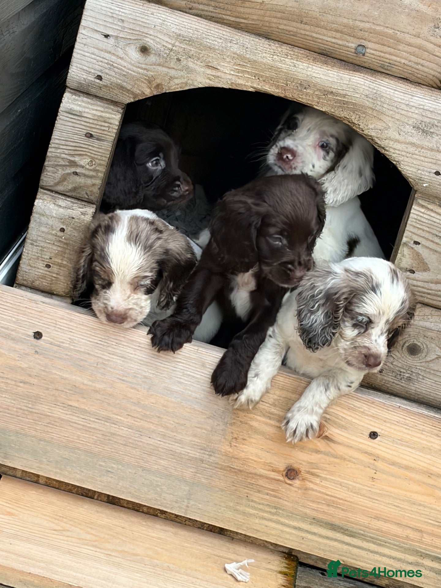 Cocker Spaniel dogs Cockerspaniel puppies  - Advert 6