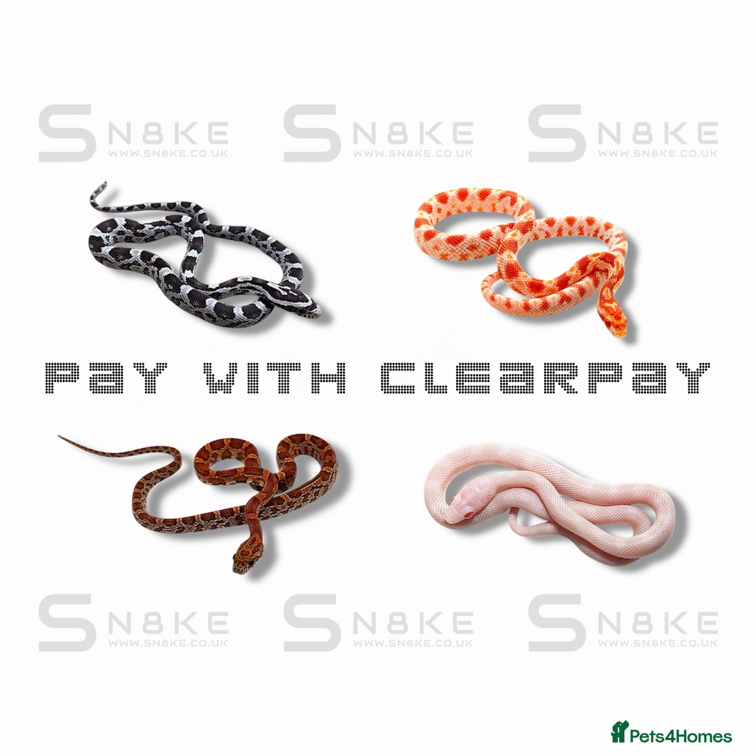 Corn Snake reptiles CORN SNAKE BABYS - Advert 15