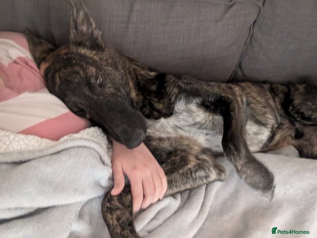 Mixed Breed dogs for sale: Knox - Shephound - Advert 13