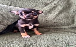 Chihuahua dogs for sale: Tiny chihuahua puppies  - Image 6