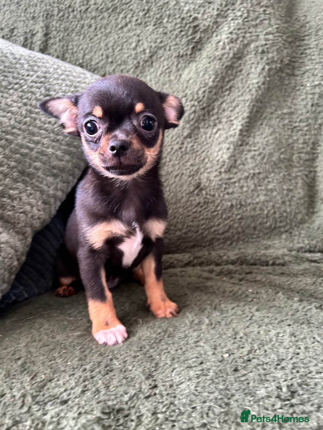 Chihuahua dogs for sale: Tiny chihuahua puppies  - Image 6