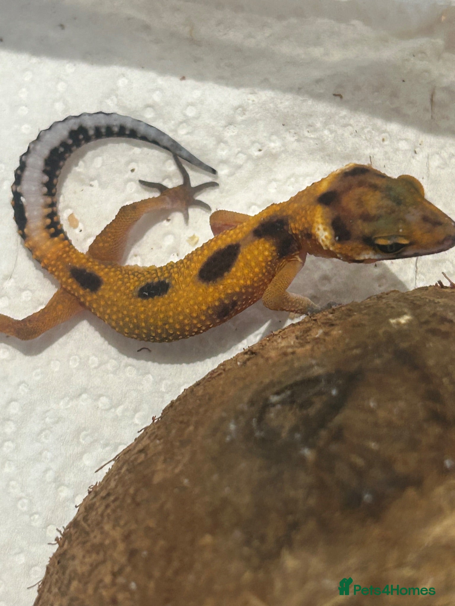 Leopard Gecko reptiles Leopard geckos for sale    - Advert 13