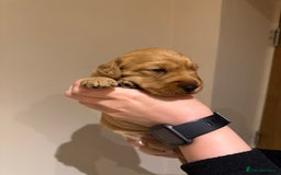 Labradoodle dogs for sale: Miniature Labradoodles - Image 11