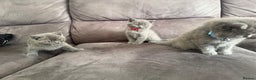 British Shorthair cats for sale: British short hair kittens  - Advert 10