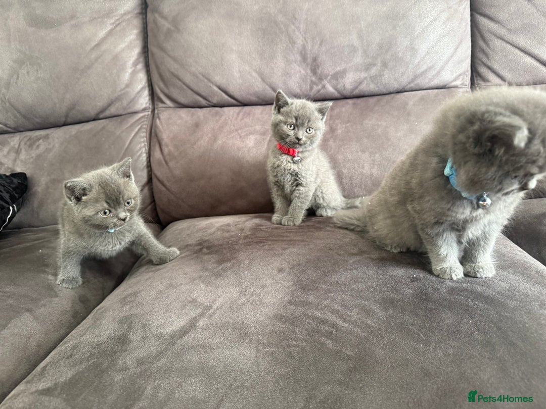 British Shorthair cats for sale: British short hair kittens  - Advert 10