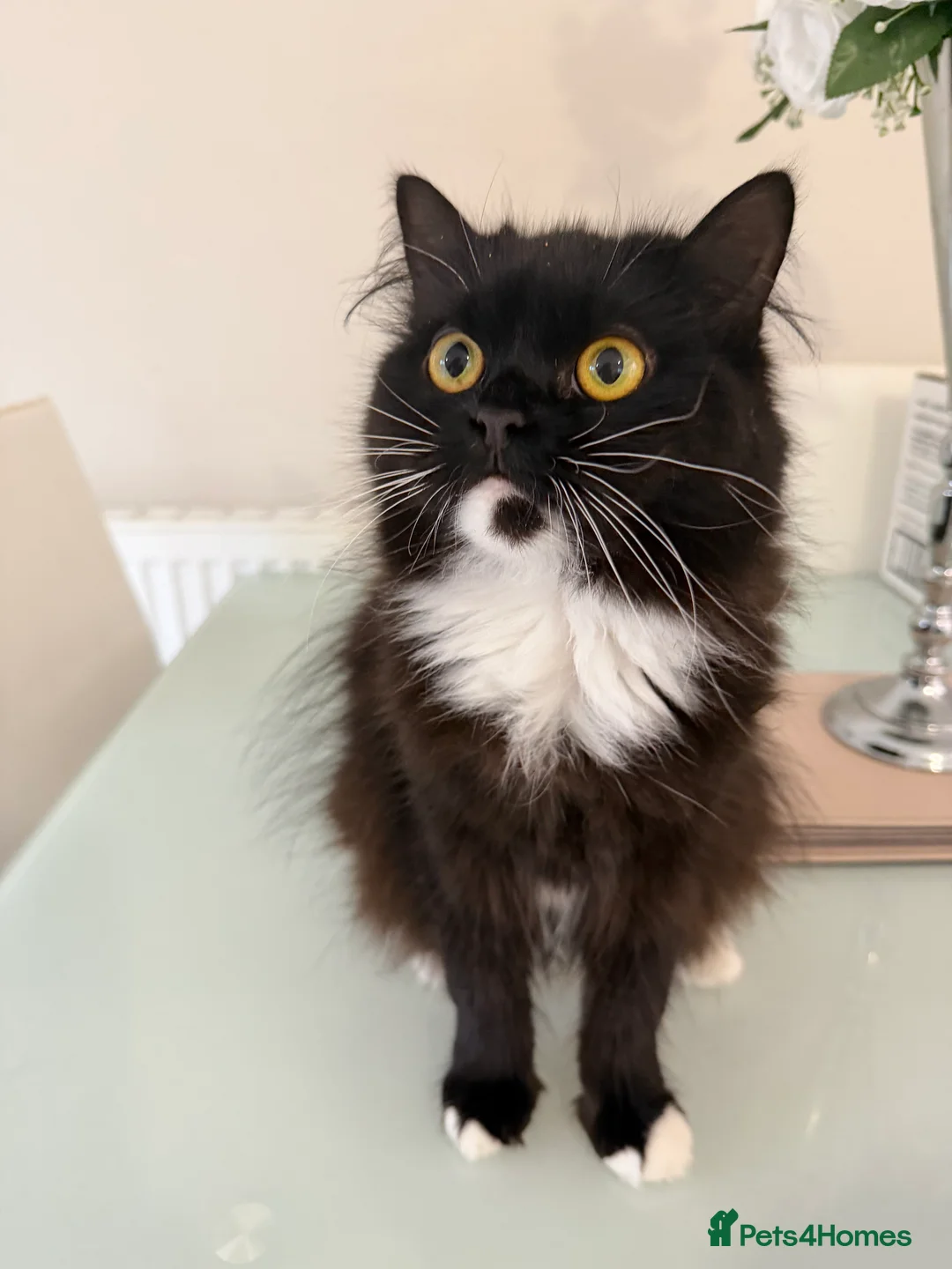 Mixed Breed cats for sale: Winnie looking for a forever home  - Advert 2