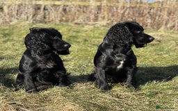 Cocker Spaniel dogs for stud: Champion Bred KC reg Health tested working Cocker - Image 9