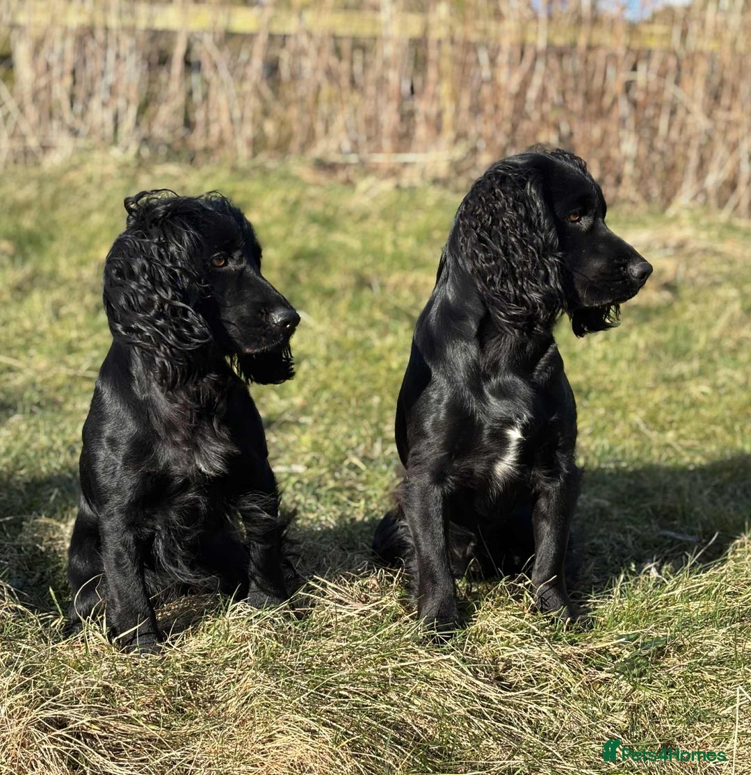 Cocker Spaniel dogs for stud: Champion Bred KC reg Health tested working Cocker - Image 9
