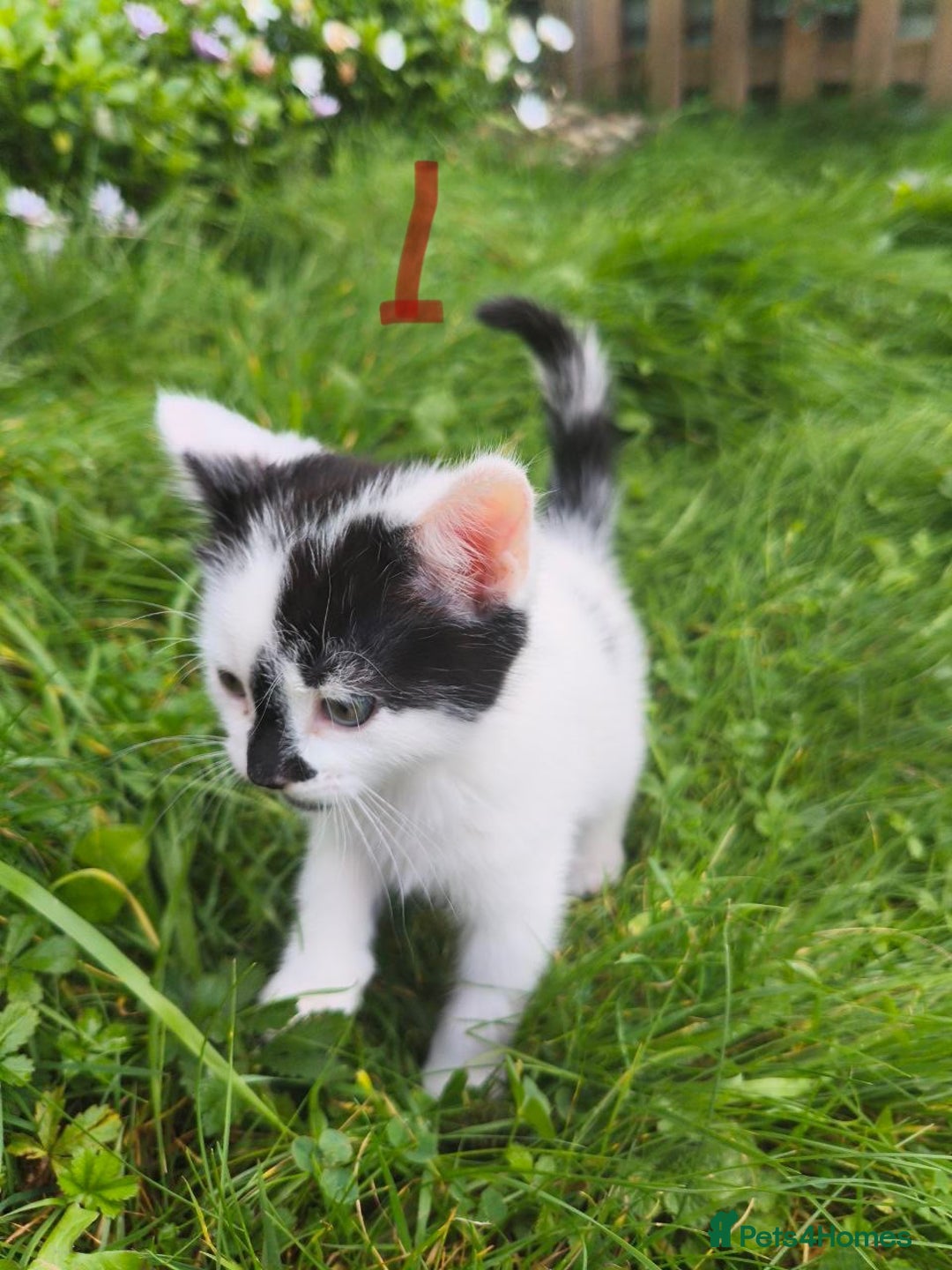 Domestic Shorthair cats for sale: Adorable Kittens Looking for Loving Homes 🐾 - Image 4