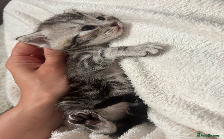 Scottish Fold cats - Advert 6