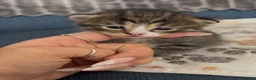 British Longhair cats for sale: Stunning 4 kittens in Kidderminster - Advert 20