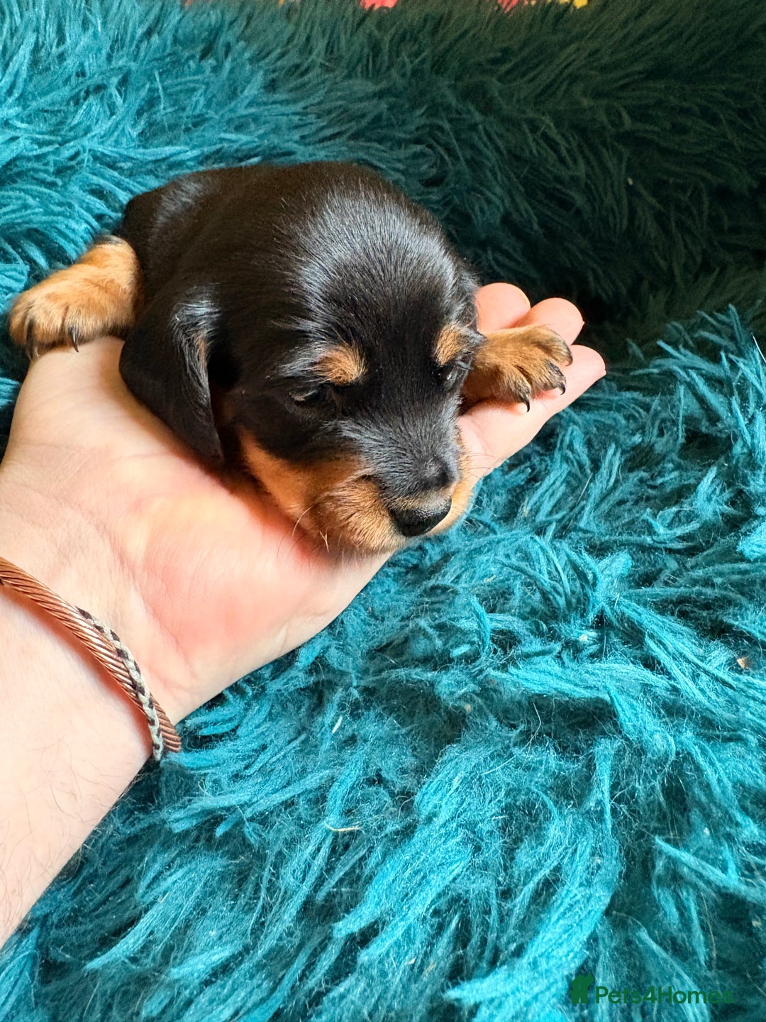 Dachshund dogs for sale: Miniature Smooth Haired Dachshunds  - Advert 21