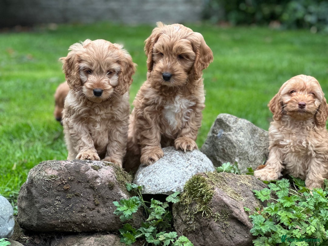 Cockapoo dogs for sale: Stunning cockapoos ready now for loving homes  - Image 9