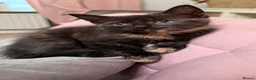 Domestic Shorthair cats for sale: Tortie cat, & and ginger  - Advert 13