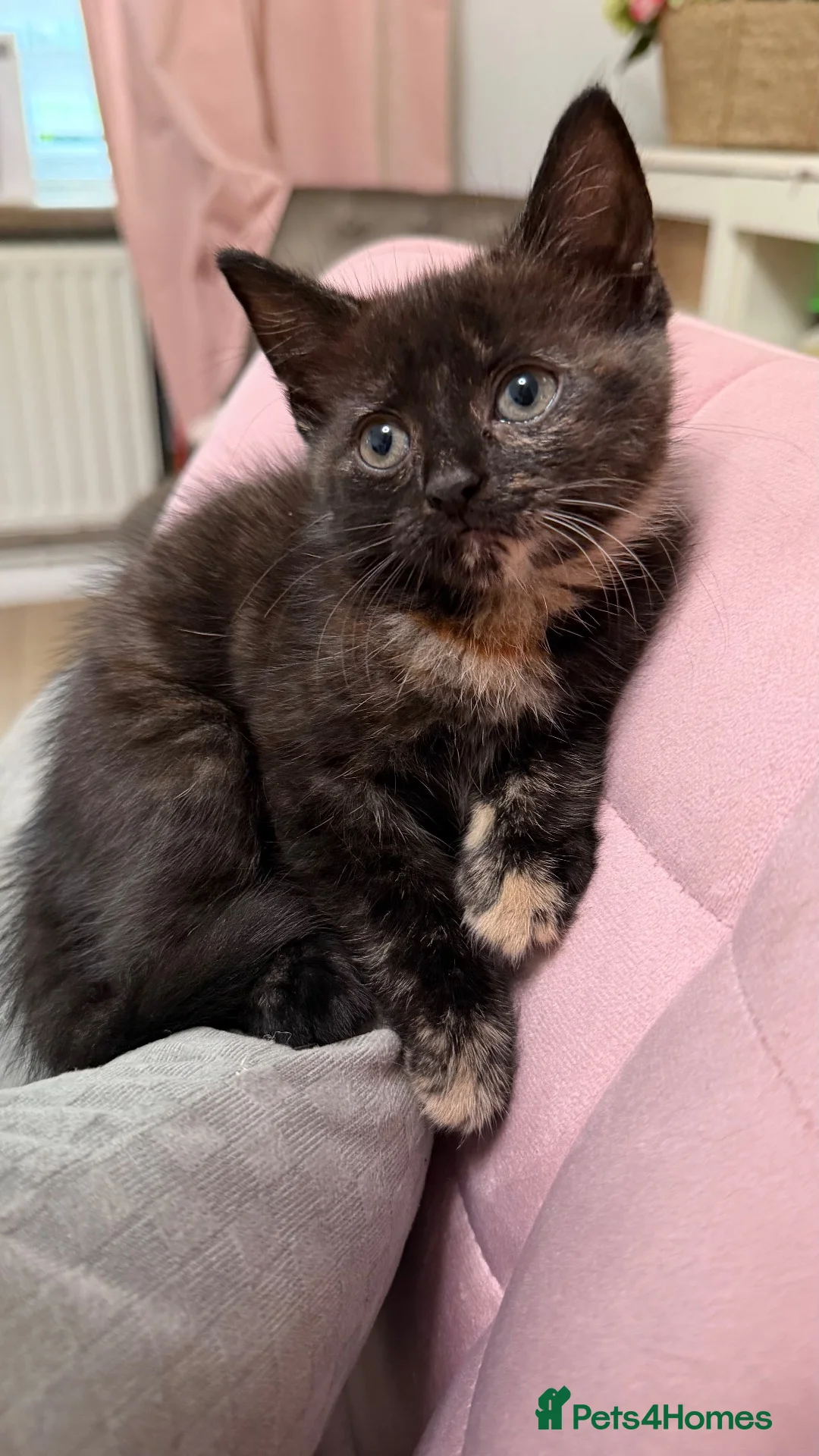 Domestic Shorthair cats for sale: Tortie cat, & and ginger  - Advert 13