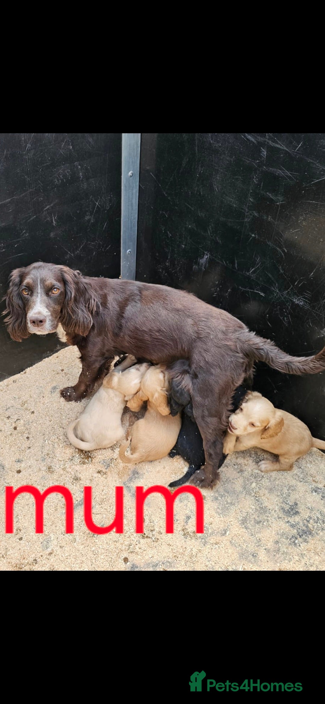 Cocker Spaniel dogs for sale: A stunning litter of cocker spaniel pups in King's Lynn - Image 5