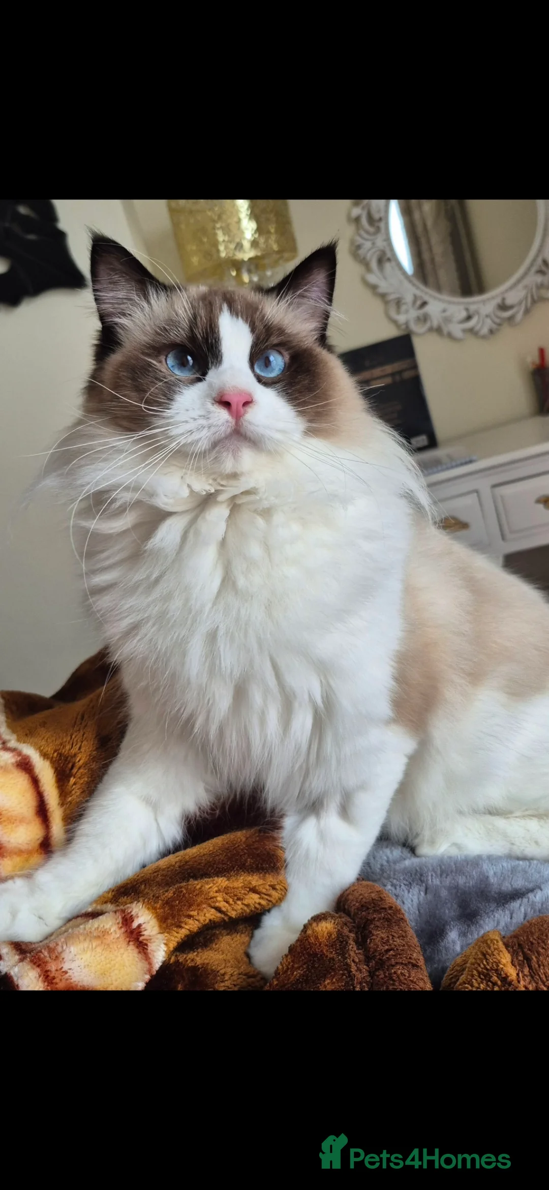 Ragdoll cats for sale: Premium Seal Bicolour  Ragdoll Boys 💖💖💖 - Advert 24