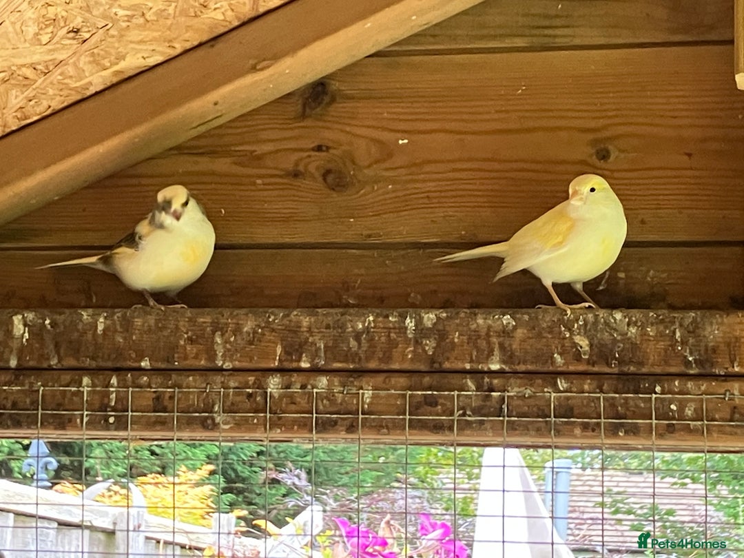 Canaries birds for sale: Canaries  - Image 3