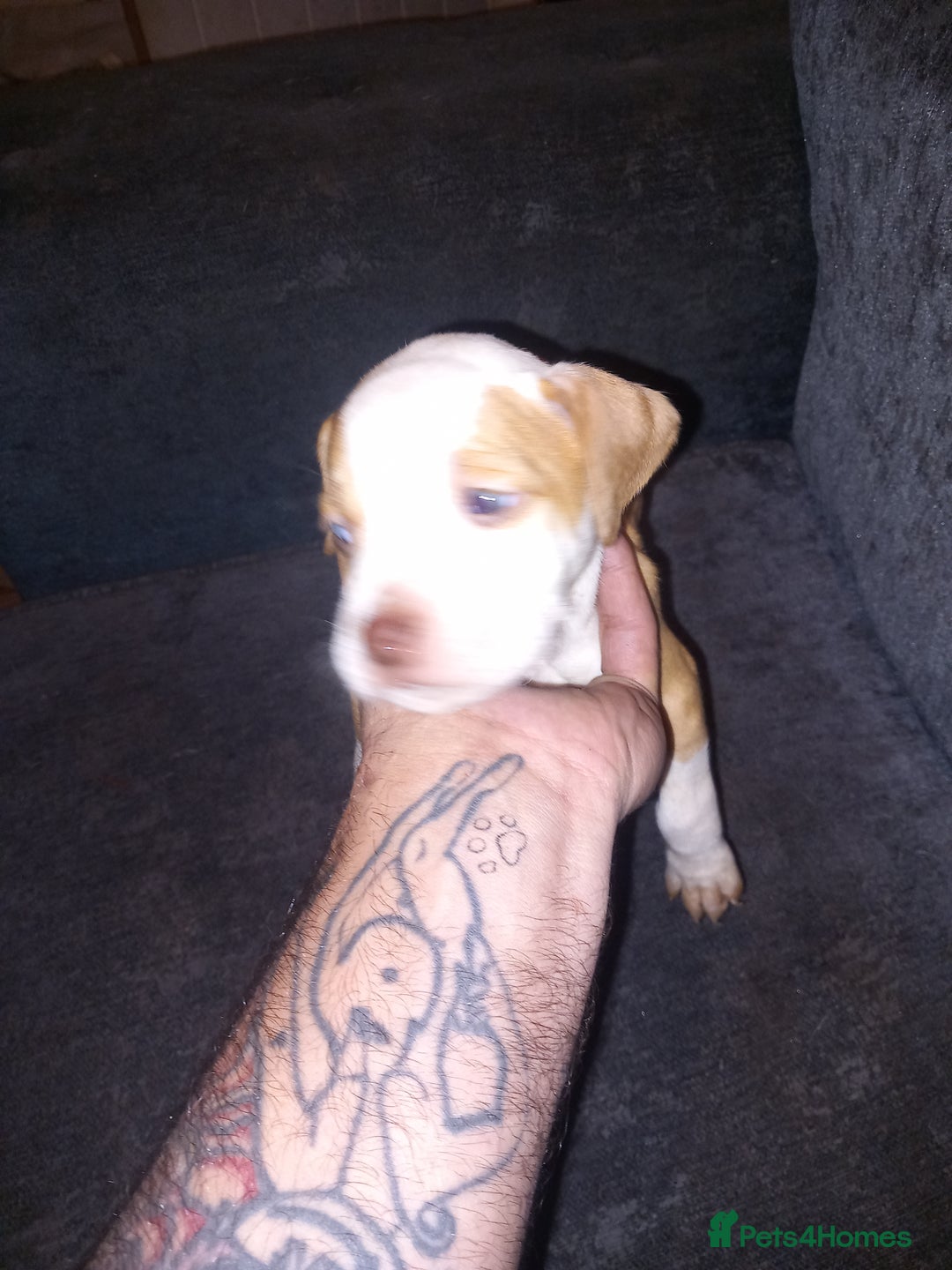 American Bulldog dogs for sale: Mr a FORD  - Advert 8