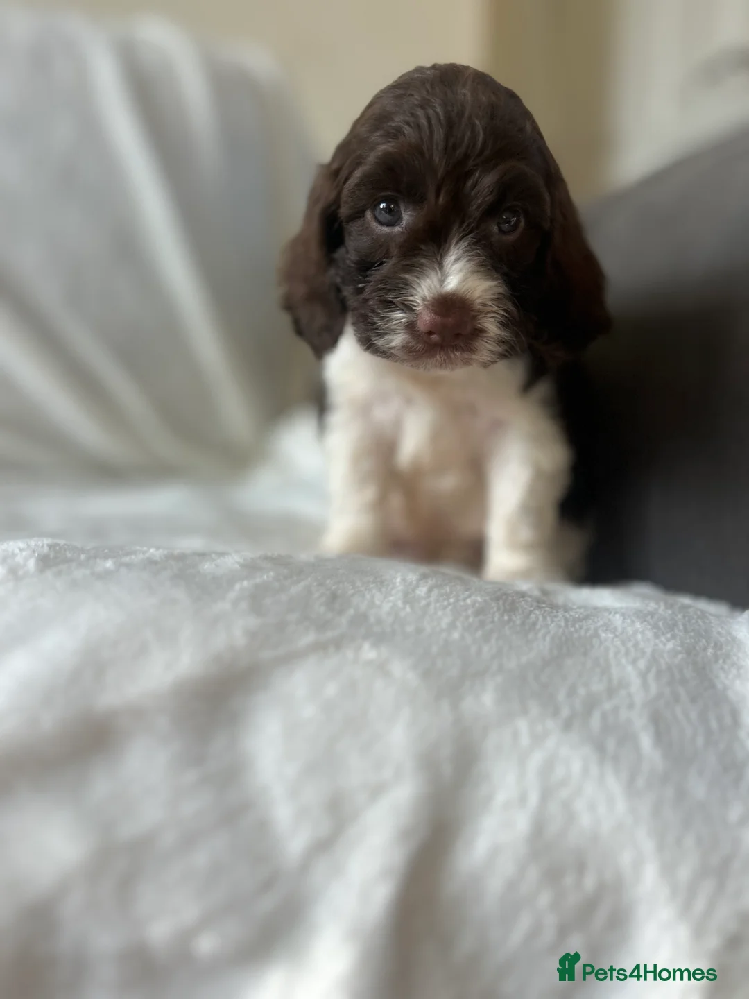 Cockapoo dogs for sale: beautiful cockapoo girl  - Advert 8