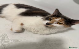 British Shorthair cats for sale: One boy and one girl ready - Image 12