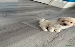 Maltipoo dogs for sale: ❤️XS TOY MALTIPOOS❤️ - Image 12