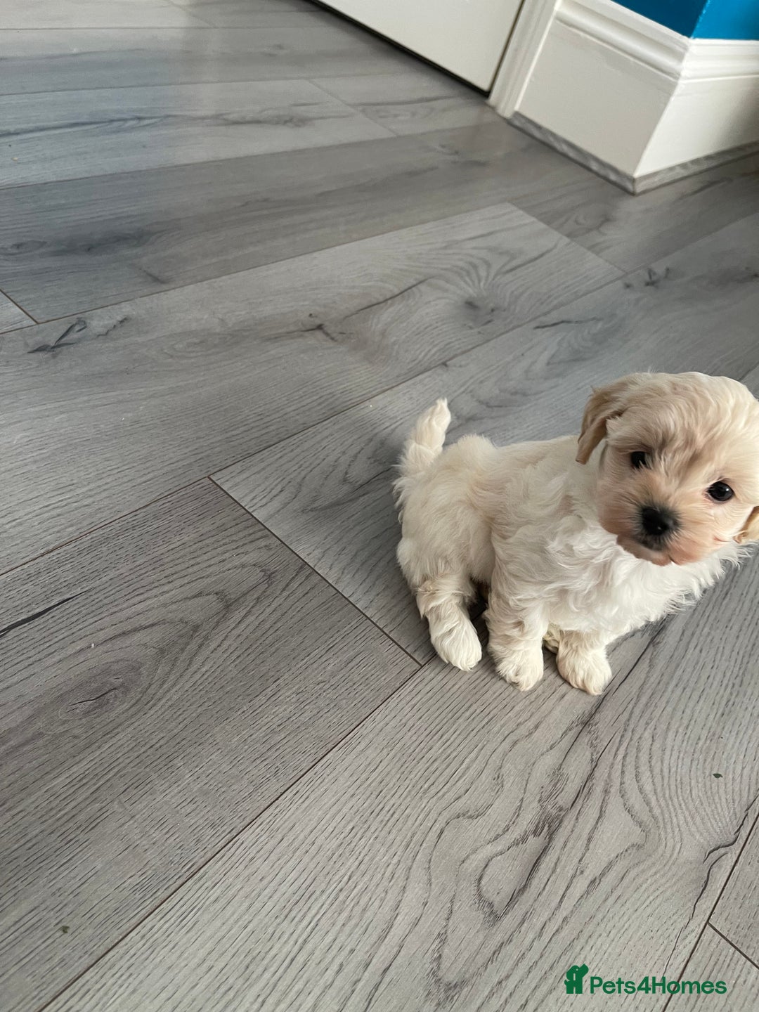Maltipoo dogs for sale: ❤️XS TOY MALTIPOOS❤️ - Image 12
