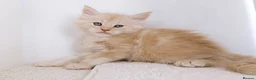 Maine Coon cats for sale: DNA health tested Maine coon kittens  - Advert 9