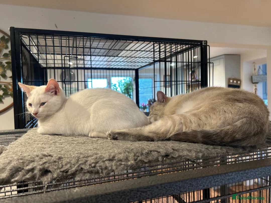 Ragdoll cats for sale: Ragdoll x Bengal kittens for sale - Advert 3