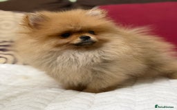 Pomeranian dogs for sale: Fabulous Pomeranian Girl Puppies  - Image 18