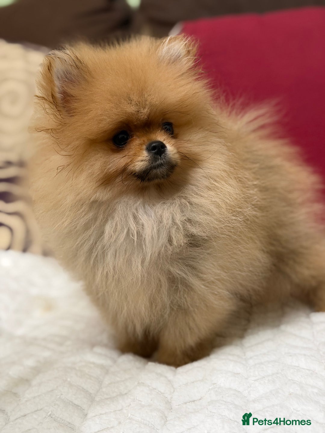 Pomeranian dogs for sale: Fabulous Pomeranian Girl Puppies  - Image 18