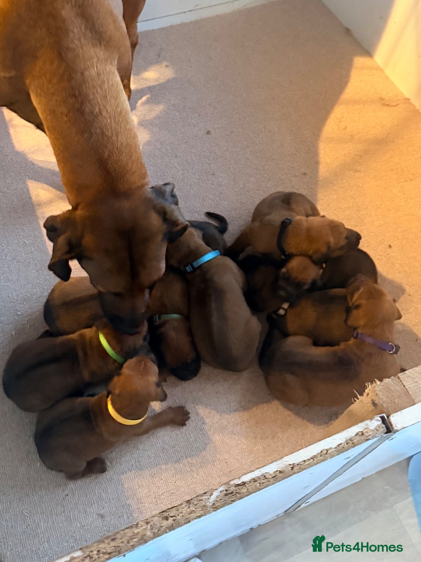 Rhodesian Ridgeback dogs for sale: Rhodesian Ridgeback Puppies European Pedigree  - Advert 2