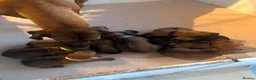 Rhodesian Ridgeback dogs for sale: Rhodesian Ridgeback Puppies European Pedigree  - Advert 2