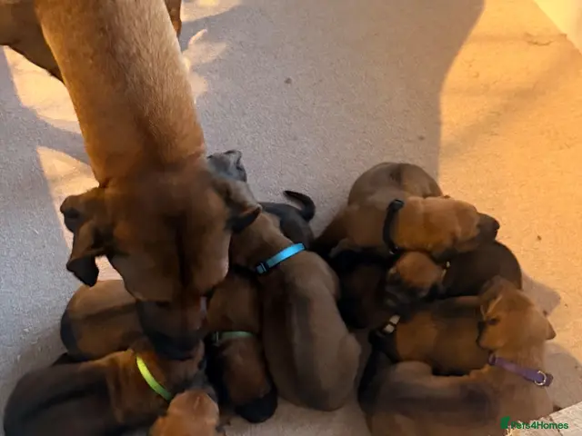 Rhodesian Ridgeback dogs for sale: Rhodesian Ridgeback Puppies European Pedigree - Advert 2