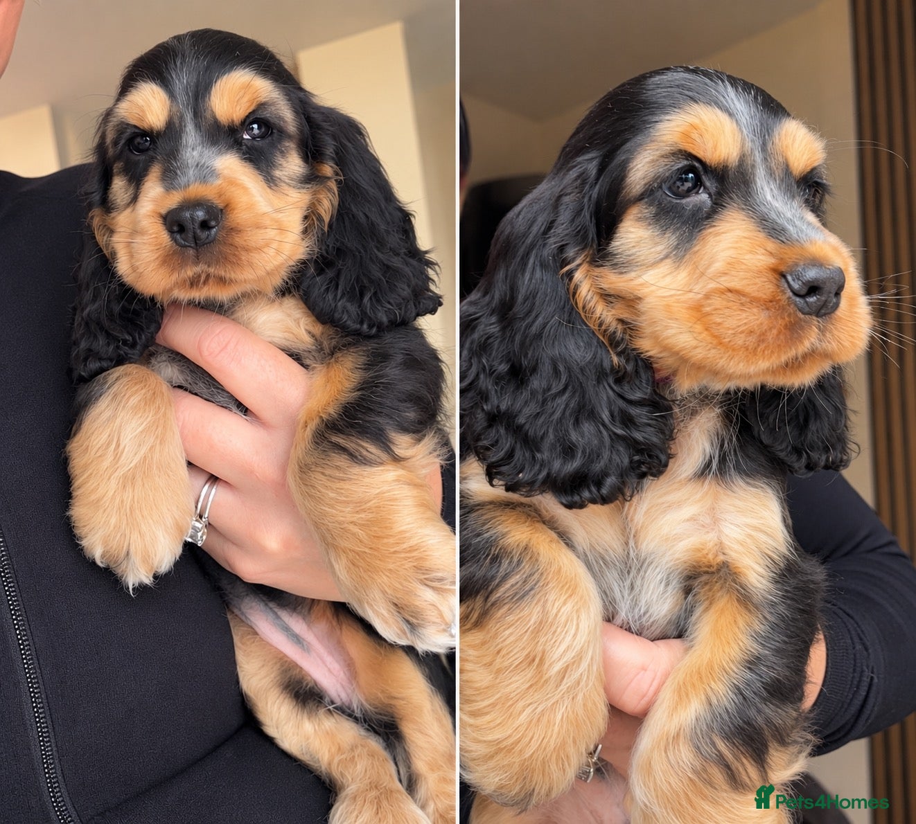 Cocker Spaniel dogs LAST PUP 🐶RIZI BIZI pedigree show spaniels🐶 - Advert 1