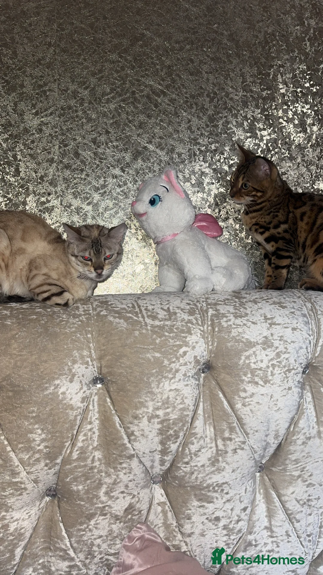 Bengal cats for sale: Meet Chai😸🤎 - Advert 3