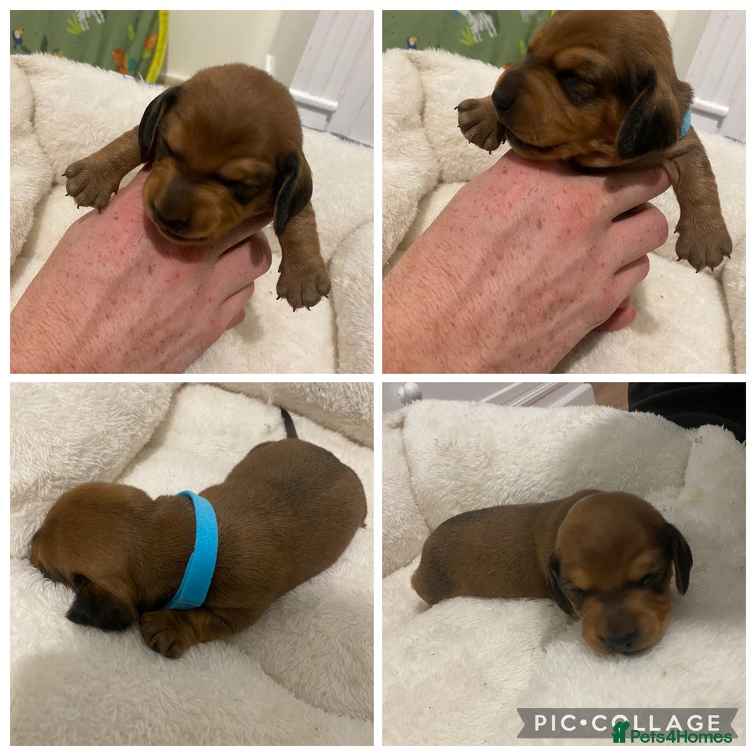 Miniature Dachshund dogs for sale: 5 miniature Dachshund puppies in Doncaster - Image 6